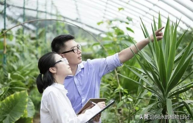 生态学的发展（不可或缺的植物研究点）