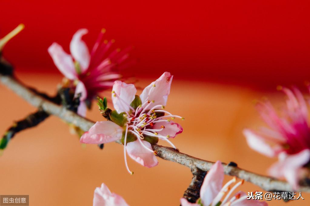 桃花几月开花时间（怎样可以延长桃花开花的花期）