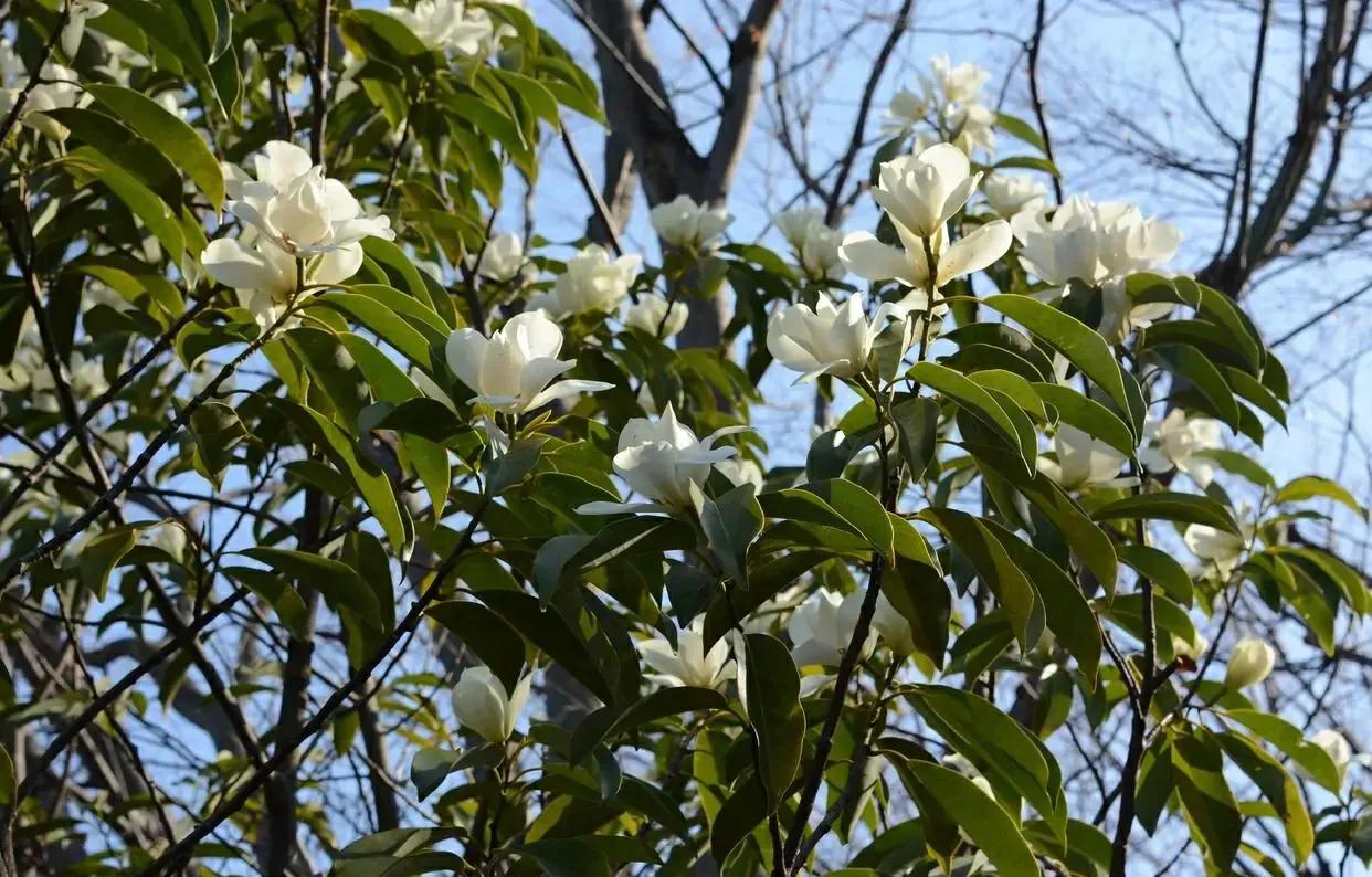 玉兰花什么时候开（玉兰花开花时间有讲究，很多人都不了解）