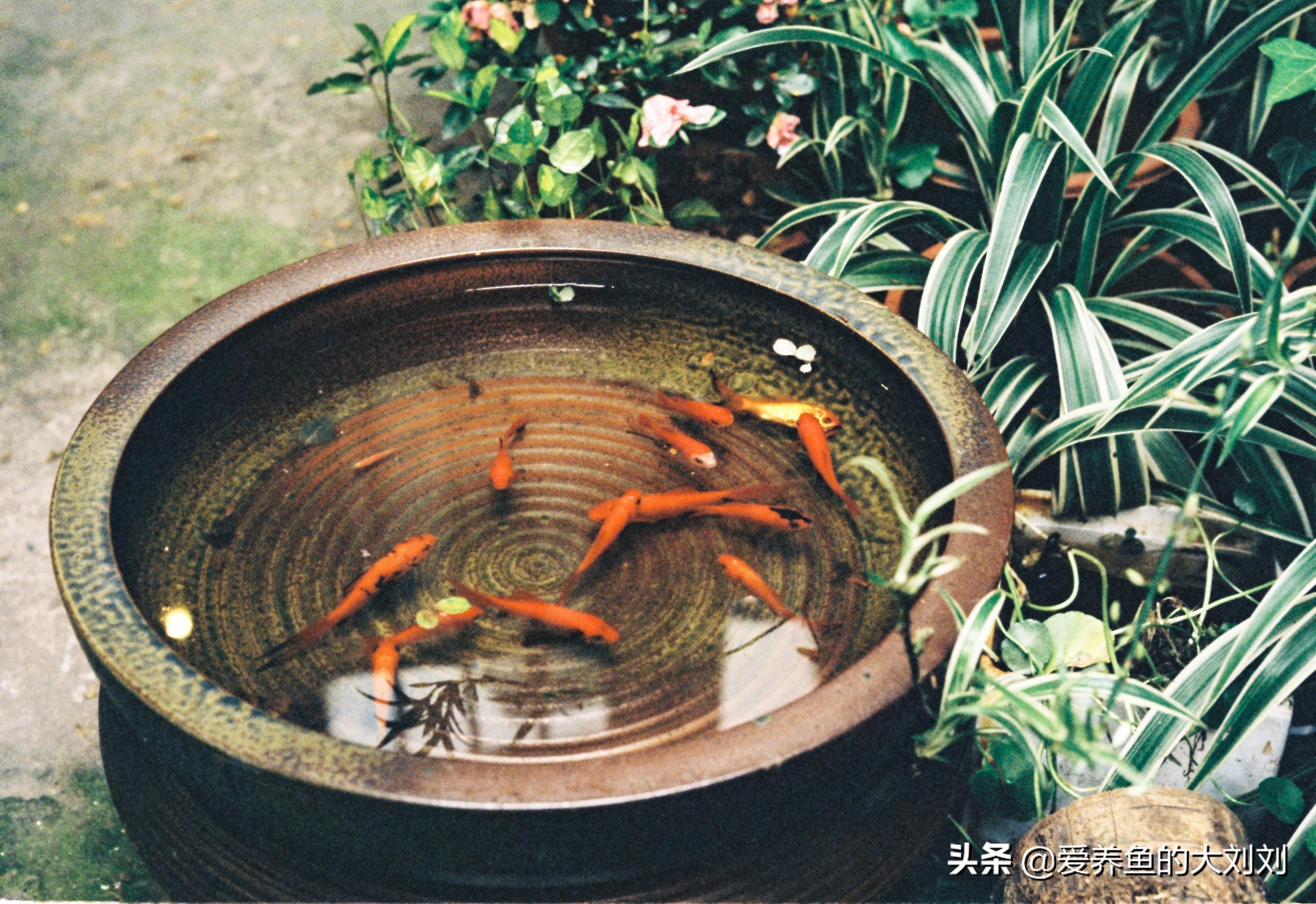 鱼缸水浑浊原因和解决方法（绿水、黄水、白浊详解）