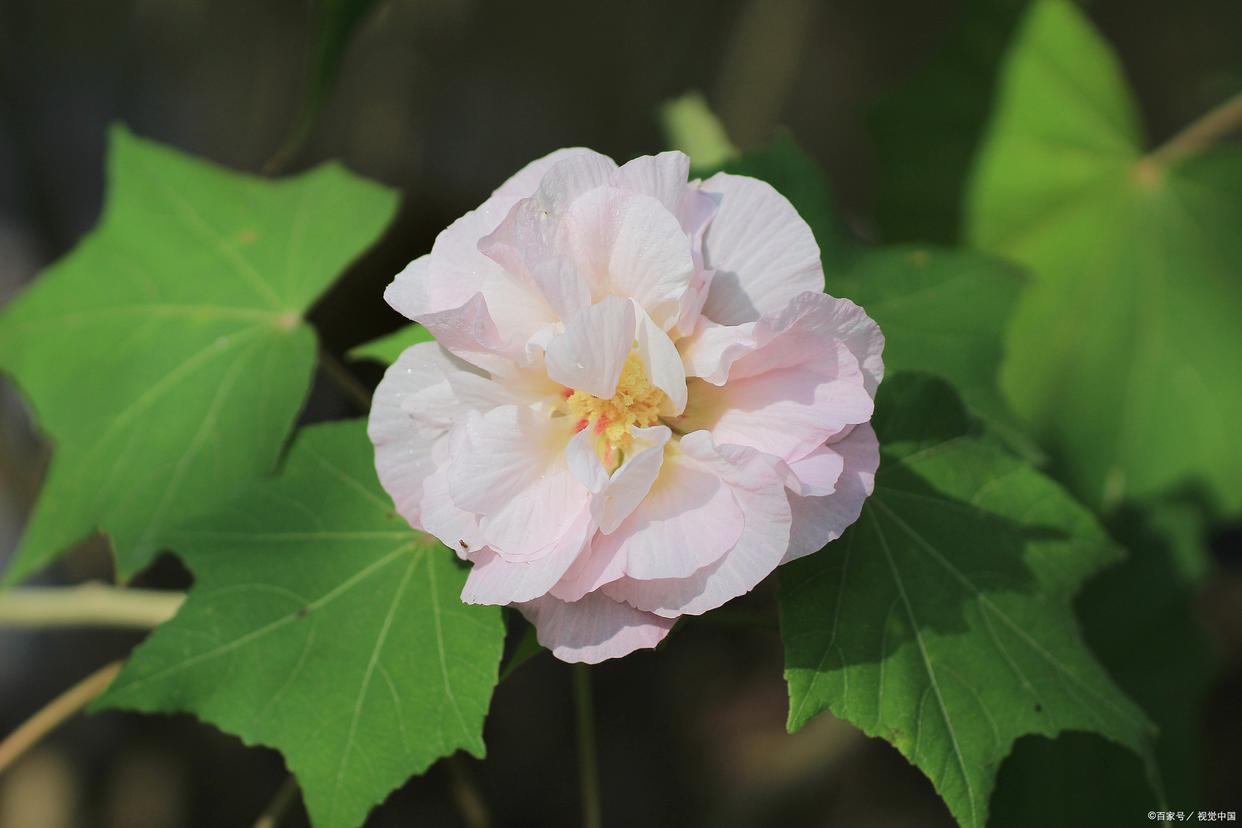 芙蓉花花语是什么（芙蓉花的寓意和象征，象征着坚韧不拔的精神）