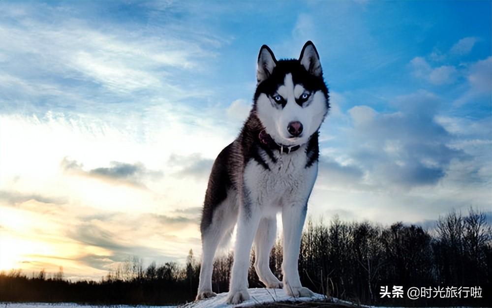 阿拉斯加雪橇犬怎么训比较好（阿拉斯加雪橇犬的训练 20个养狗口诀）