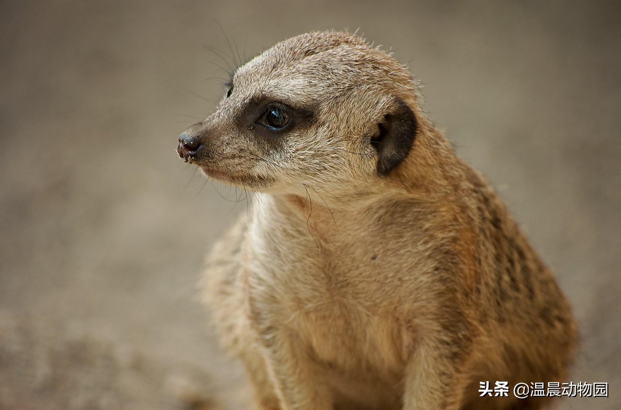 狮子王丁满是什么动物的原型（细尾獴已然成为深受欢迎的新晋萌神）