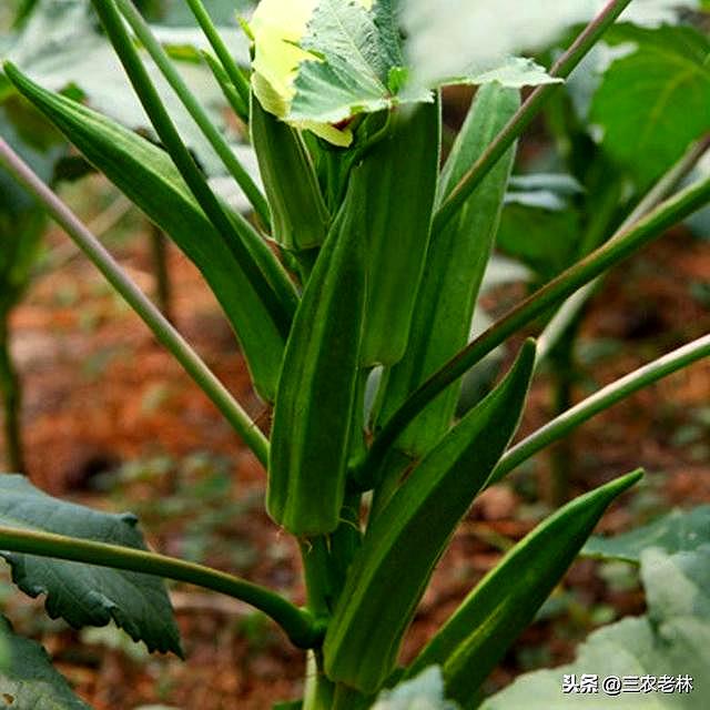 秋葵种子发芽教程（用这个方法在阳台上盆栽种植几颗）