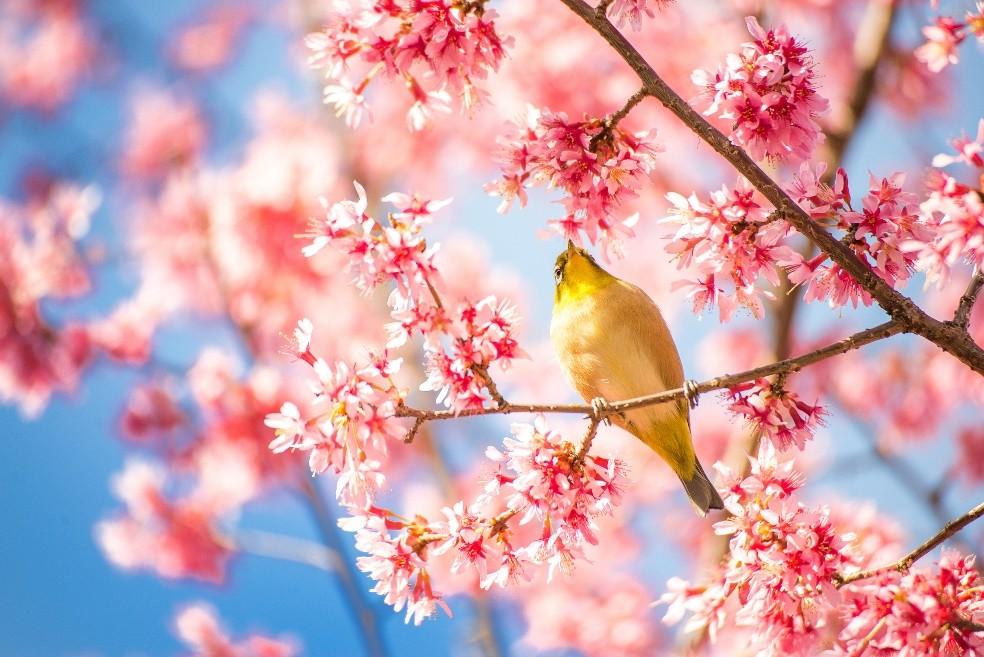 春天是哪几个月份（季节的划分门道你知道吗）