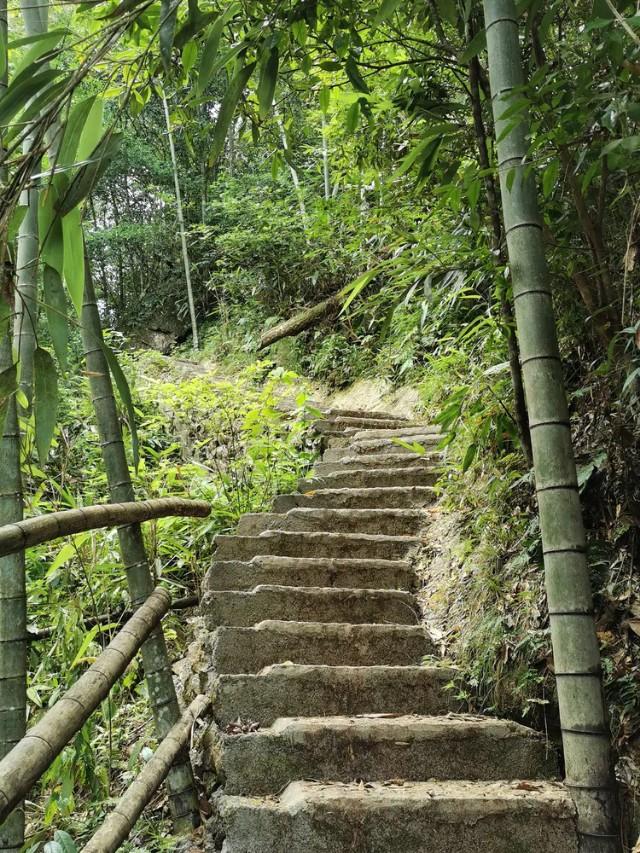 竹外桃花三两枝的意思是什么（从古诗中学会欣赏翠竹）