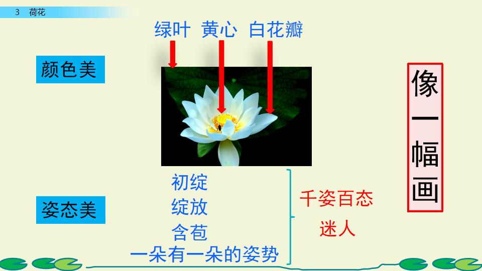 挨挨挤挤的近义词是什么（三年级下册第3课《荷花》图文讲解）