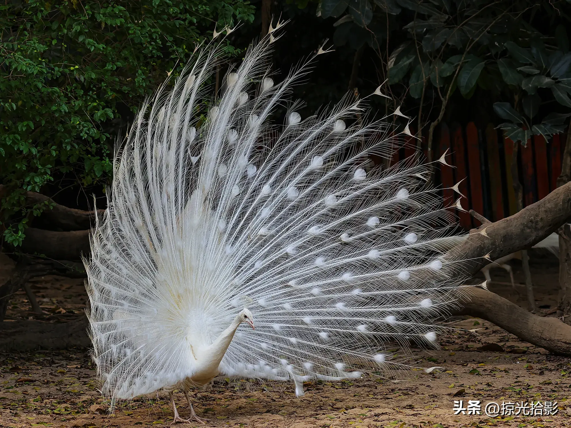 孔雀为什么开屏（孔雀开屏并非都是释爱意）